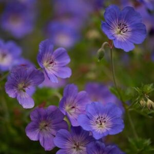 Geranium Rozanne ('Gerwat') (PBR)