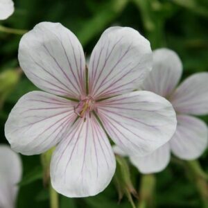 Geranium clarkei Kashmir White