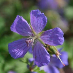 Geranium himalayense Gravetye