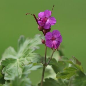 Geranium macrorrhizum Bevan's Variety