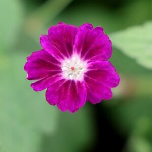 Geranium nodosum Fielding's Folly