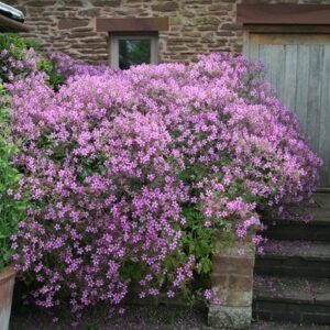 Geranium palmatum