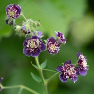 Geranium phaeum Joseph Green
