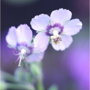 Geranium phaeum Wendy's Blush