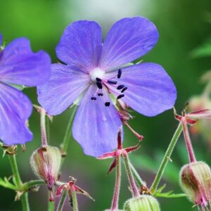 Geranium pratense