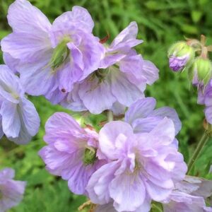 Geranium pratense Cloud Nine (PBR)