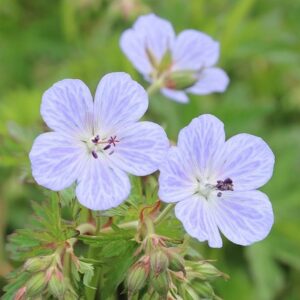Geranium pratense Mrs Kendall Clark