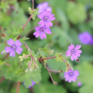 Geranium pyrenaicum Bill Wallis