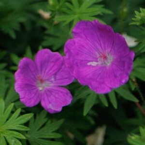 Geranium sanguineum