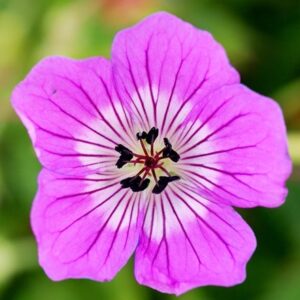 Geranium wallichianum Kelly Anne (PBR)