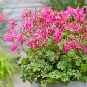 Geranium × cantabrigiense Intense (PBR)