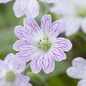 Geranium × oxonianum Katherine Adele