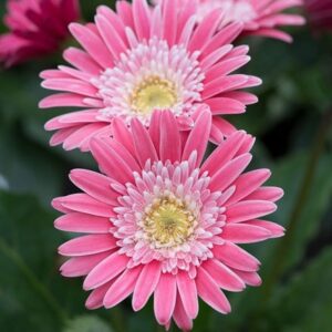 Gerbera Garvinea Sweet Memories ('Garsweetmemo') (PBR) (Garvinea Sweet Series)