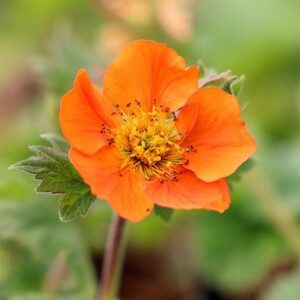 Geum Borisii
