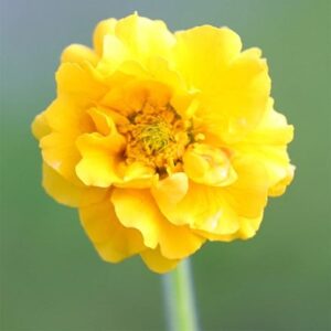 Geum Lady Stratheden