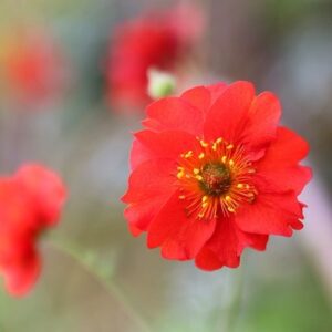 Geum Mrs J. Bradshaw