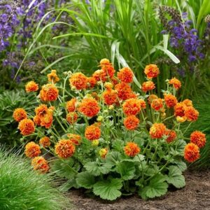Geum Orange Pumpkin (PBR)