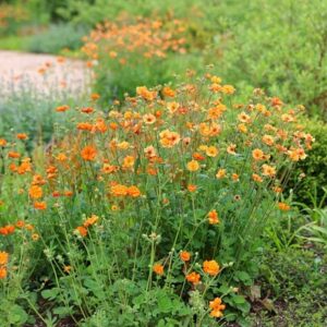 Geum Prinses Juliana