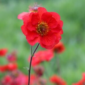 Geum Scarlet Tempest ('Macgeu001') (PBR) (Tempest Series)