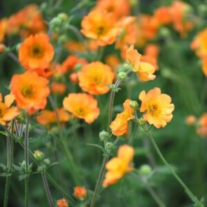 Geum Totally Tangerine (PBR)