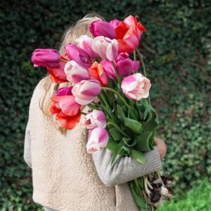 Giant tulip collection