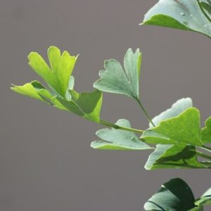 Ginkgo biloba