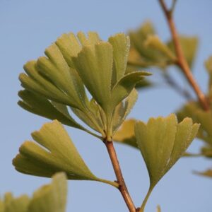 Ginkgo biloba Fastigiata Blagon