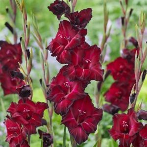 Gladiolus Black Star