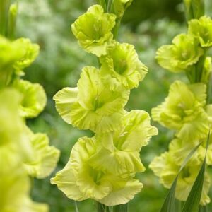 Gladiolus Green Star