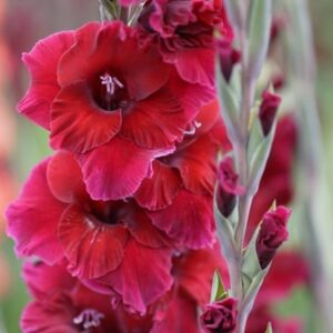 Gladiolus Plum Tart