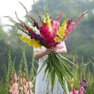 Gladiolus mixed colours
