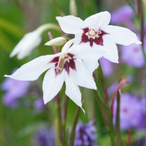 Gladiolus murielae
