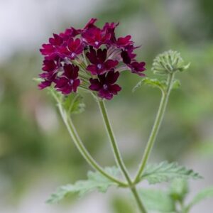 Glandularia Claret