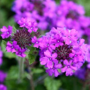 Glandularia Homestead Purple