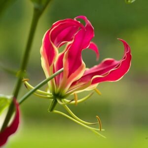 Gloriosa superba Rothschildiana