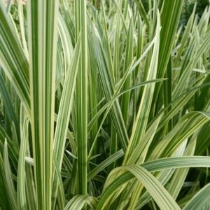 Glyceria maxima var. variegata