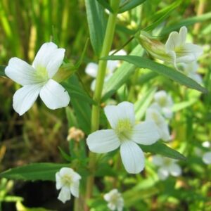 Gratiola officinalis