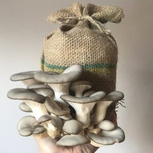 Grey oyster mushrooms