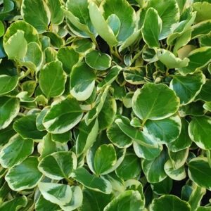 Griselinia littoralis Variegata