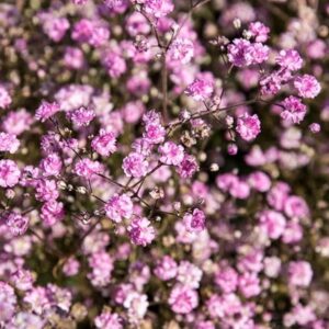 Gypsophila paniculata Flamingo