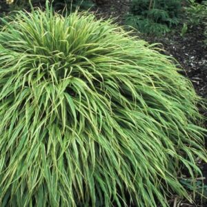 Hakonechloa macra Albovariegata