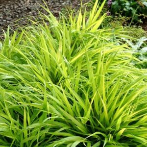 Hakonechloa macra All Gold
