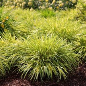 Hakonechloa macra Aureola
