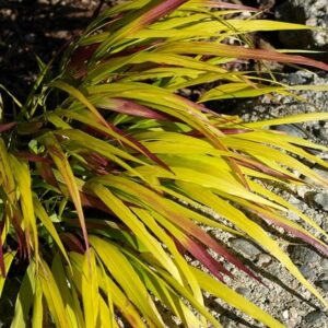 Hakonechloa macra Sunflare ('Habsfl007') (PBR)