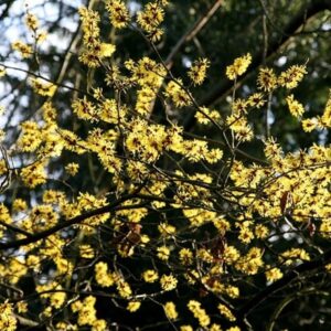 Hamamelis × intermedia Arnold Promise