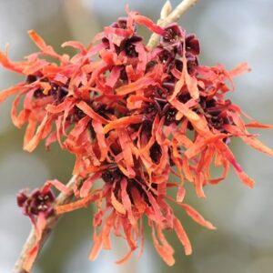 Hamamelis × intermedia Jelena