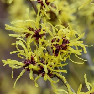 Hamamelis × intermedia Pallida