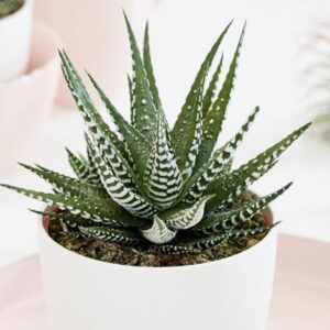 Haworthiopsis Big Band