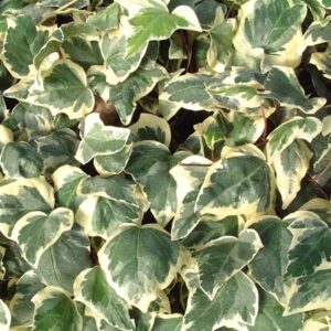Hedera algeriensis Gloire De Marengo