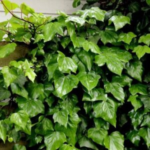 Hedera colchica